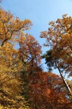 Min_Alsace-Automne-Gueb-002.jpg