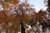 Min_Alsace-Automne-Gueb-025.jpg