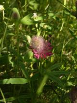 Min_Belliou-010.jpg