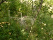 Min_Belliou-012.jpg