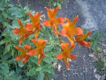 Min_Canalis-001.jpg