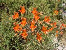 Min_Canalis-037.jpg