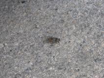 Min_Cassis-029.jpg