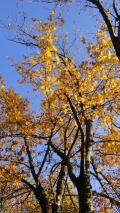 Min_Croix-Nivolet-Lutins-004.jpg