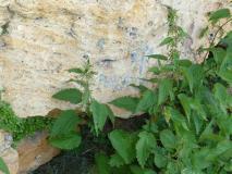 Min_Grotte-Balme-004.jpg