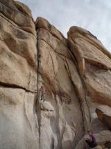 Min_Joshua-Tree-005.jpg