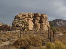 Min_Joshua-Tree-008.jpg