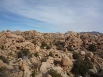 Min_Joshua-Tree-012.jpg
