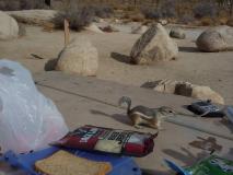 Min_Joshua-Tree-022.jpg