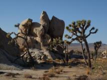 Min_Joshua-Tree-034.jpg