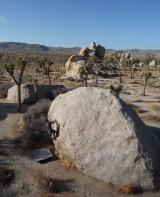 Min_Joshua-Tree-036.jpg