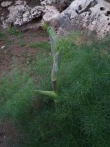 Min_Oceano-Mare-020.jpg