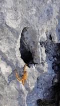Min_Pissenlit-002.jpg