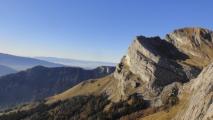 Min_Pissenlit-003.jpg