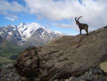 Min_Termier-Nee-Marmotta-002.jpg