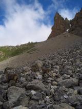 Min_Termier-Nee-Marmotta-003.jpg