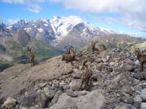 Min_Termier-Nee-Marmotta-004.jpg