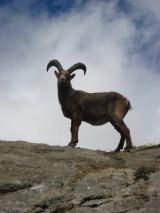 Min_Termier-Nee-Marmotta-005.jpg