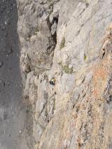 Min_Termier-Nee-Marmotta-014.jpg