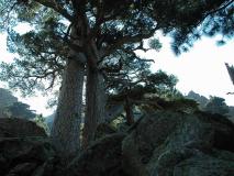 Min_arbre-15.jpg