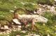 Min_bouquetin-berard.jpg