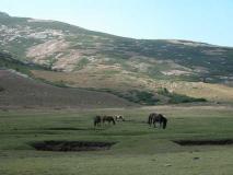 Min_chevaux-pozzi-85.jpg