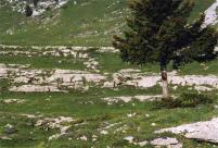 Min_traversee-chartreuse1.jpg