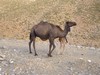 Voyage : De Marrakech à Taghia
