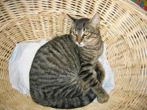 Min_Chat-001.jpg