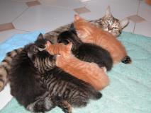 Min_Chat-010.jpg