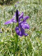 Min_Etoile-Du-Berger-002.jpg