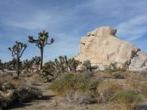Min_Pacifique-Joshua-Tree-006.jpg