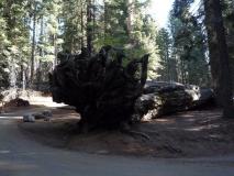 Min_Sequoia-003.jpg
