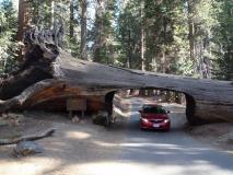 Min_Sequoia-004.jpg
