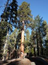 Min_Sequoia-005.jpg
