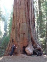 Min_Sequoia-009.jpg
