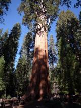 Min_Sequoia-010.jpg