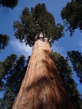 Min_Sequoia-011.jpg