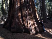 Min_Sequoia-013.jpg