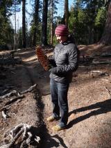 Min_Sequoia-014.jpg