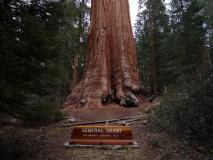 Min_Sequoia-016.jpg