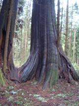 Min_Vancouver-019.jpg