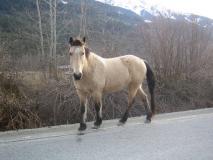 Min_Whistler-Pemberton-015.jpg