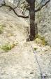 Min_diedre-de-l-arbre-1.jpg