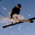 ski